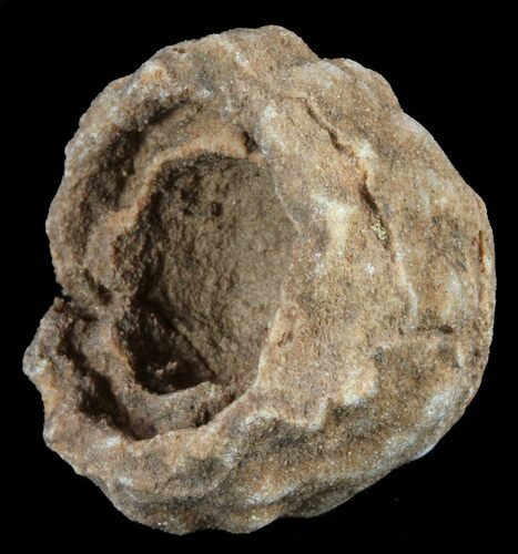 Flower-Like Sandstone Concretion - Pseudo Stromatolite #62199